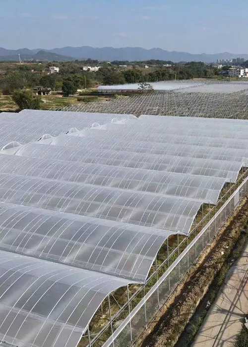 దోసకాయ మరియు టమోటా గ్రీన్హౌస్
