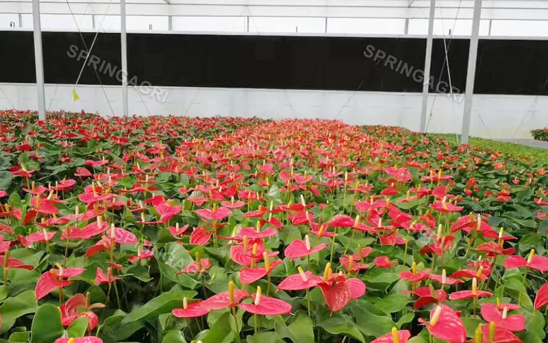 Multispan Anthurium గ్రీన్హౌస్ అమ్మకానికి